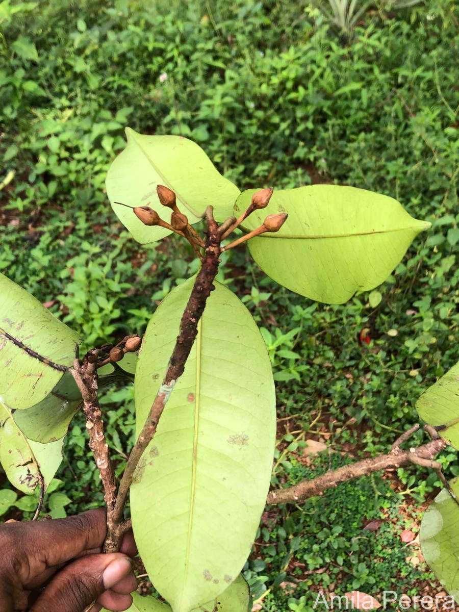 Palaquium thwaitesii Trimen
